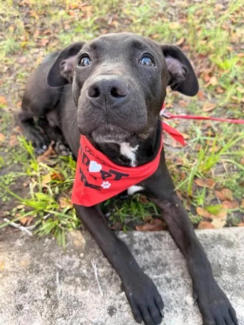 A young small-sized male Mixed Breed dog named Caramel Apple for adoption in Jacksonville, FL