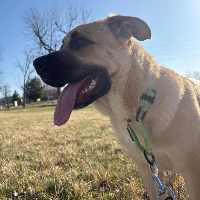 An adult medium-sized male Yellow / Tan / Blond / Fawn Shepherd dog named Kenai for adoption in Marshalltown, IA