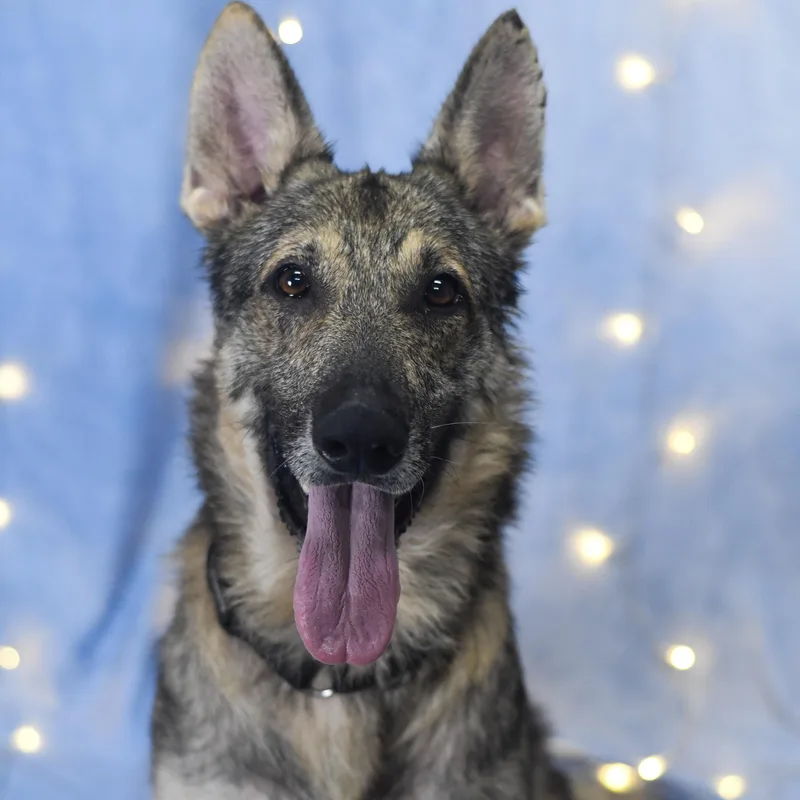 An adult large-sized male Black German Shepherd Dog dog named Gunner for adoption in Defuniak Springs, FL