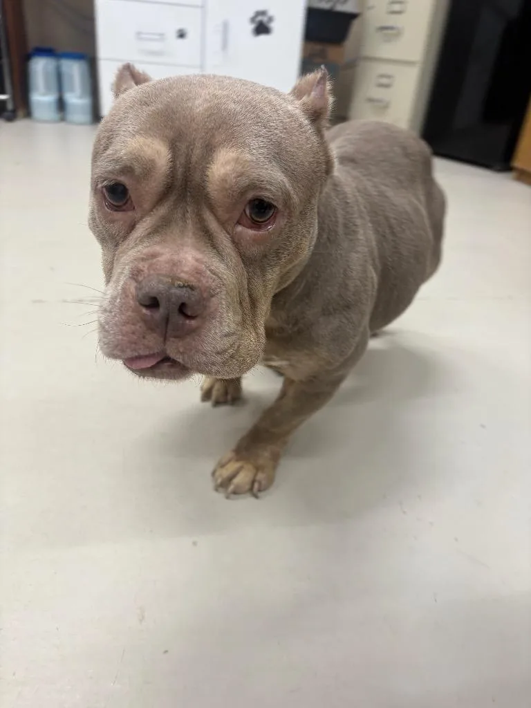 A senior medium-sized female Bull Terrier dog named Keisha for adoption in Findlay, OH