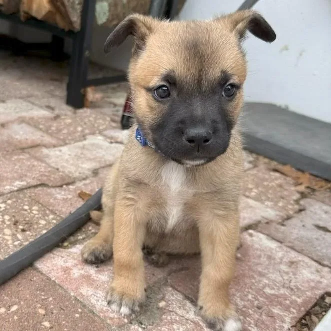 A baby small-sized male Black Pit Bull Terrier dog named Spinach for adoption in Newark, NJ