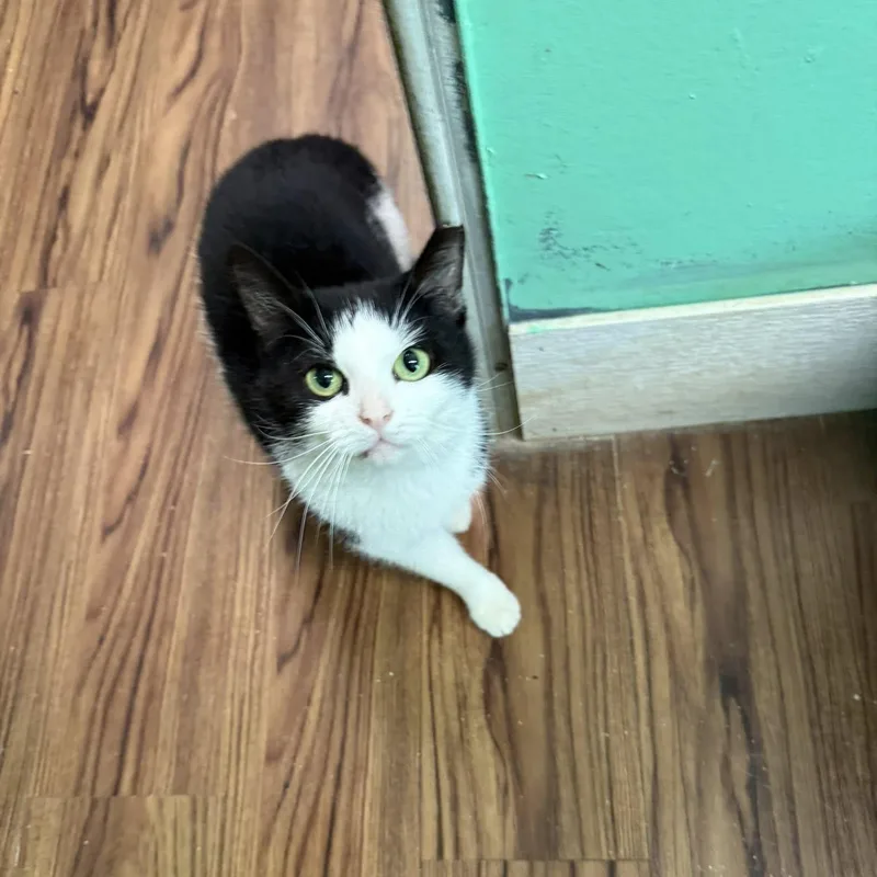 Henrietta thumbnail 2