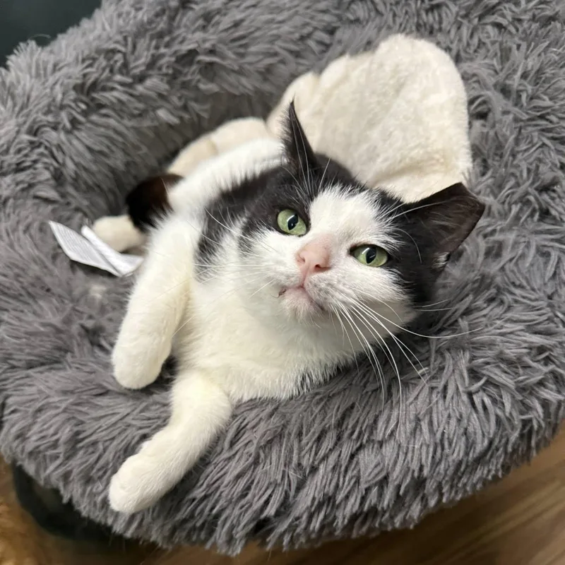 Henrietta thumbnail 3