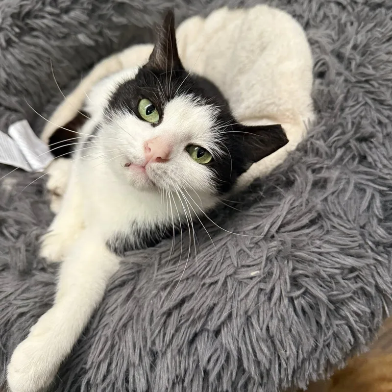 Henrietta thumbnail 4