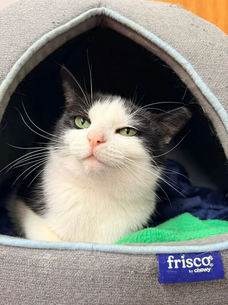 Henrietta thumbnail 5