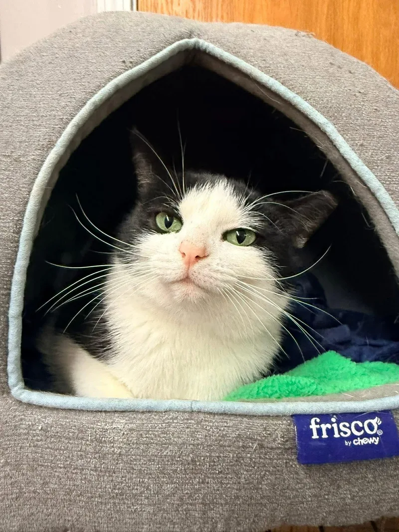 Henrietta thumbnail 6