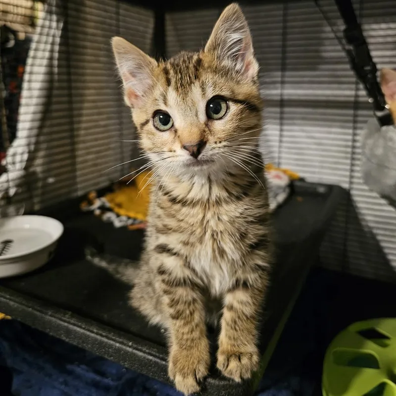 A baby small-sized male Brown / Chocolate Domestic Short Hair cat named Rex for adoption in Monroe, MI