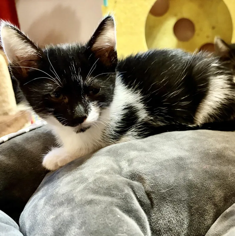 A baby medium-sized female Black & White / Tuxedo Domestic Short Hair cat named Nami for adoption in Murfreesboro, TN