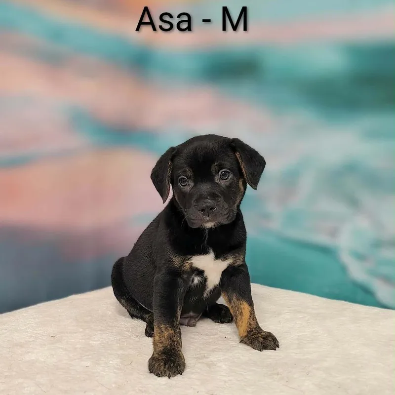 A baby medium-sized male Black Collie dog named Asa for adoption in Griswold, CT