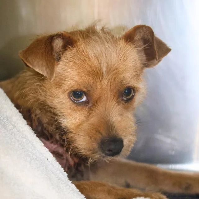 A young small-sized male Terrier dog named Rocky for adoption in San Antonio, TX