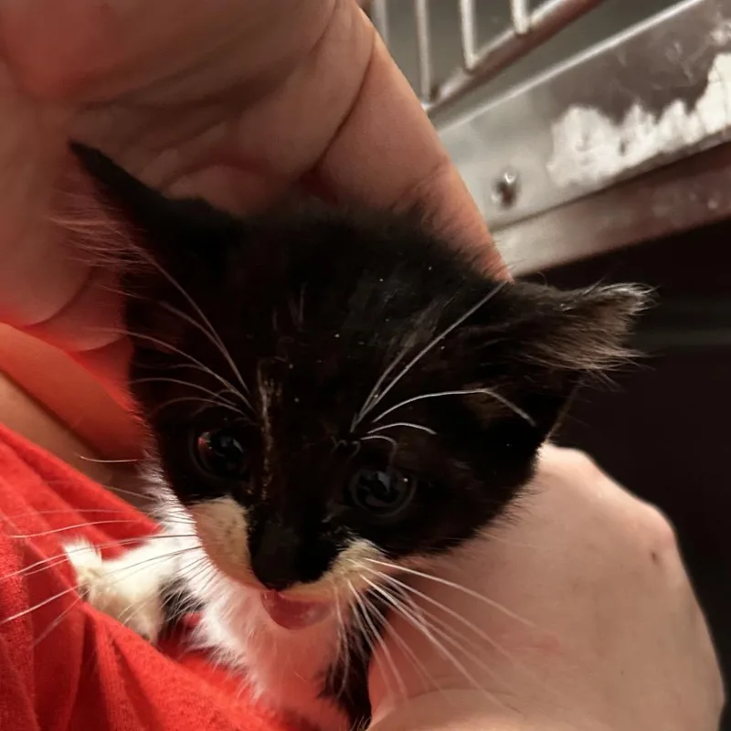 A baby small-sized female Black Domestic Short Hair cat named Jughead for adoption in Leander, TX