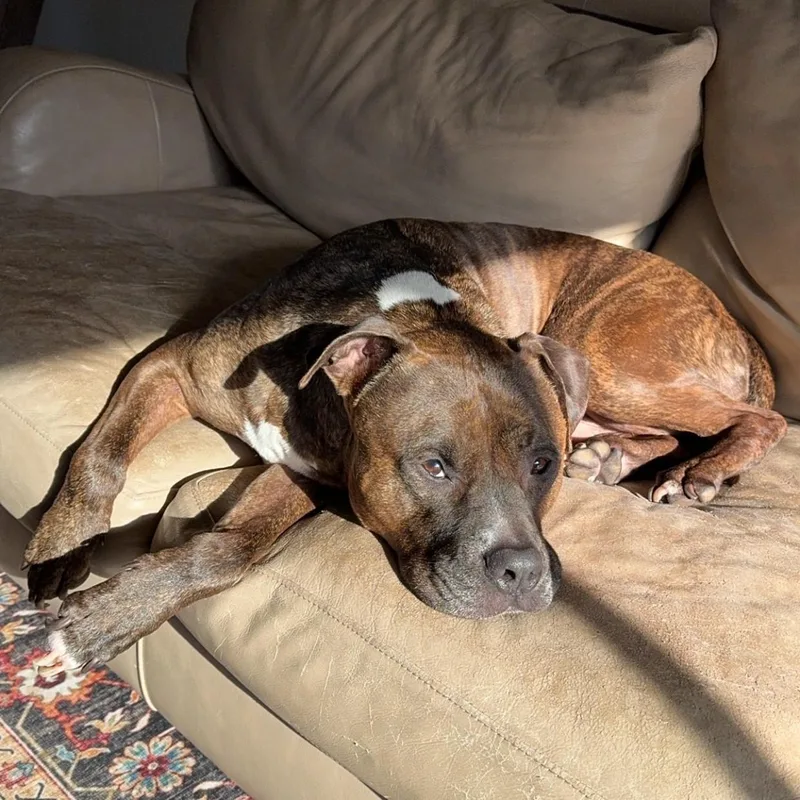 A senior large-sized male Mixed Breed dog named Bane Courtesy Listed for adoption in Midland, MI