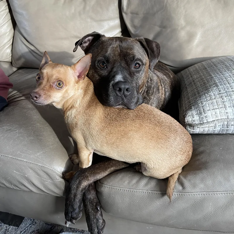 Bane Courtesy Listed thumbnail 2