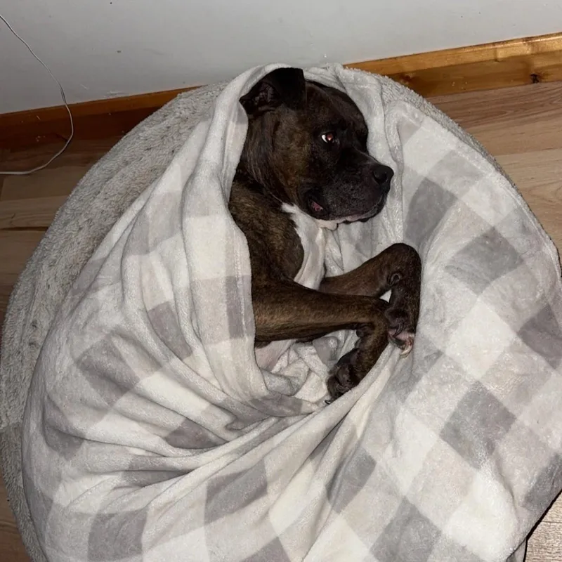 Bane Courtesy Listed thumbnail 3