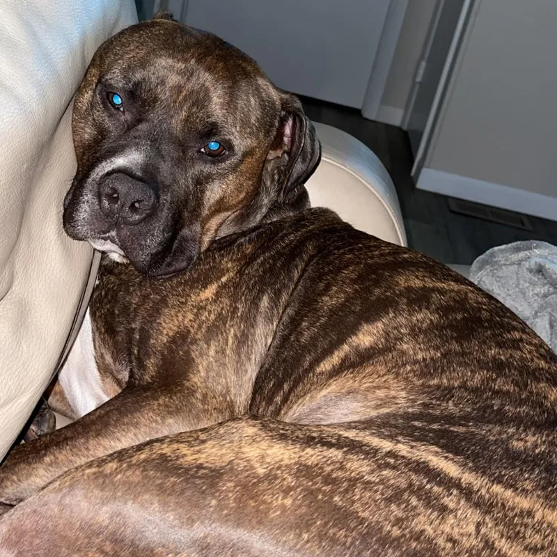 Bane Courtesy Listed thumbnail 4