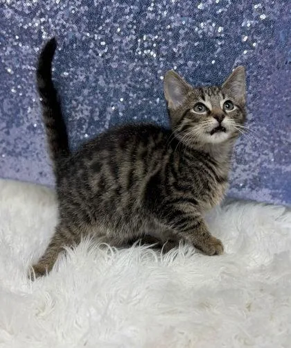A young medium-sized male Domestic Short Hair cat named Ajax for adoption in Clarkesville, GA