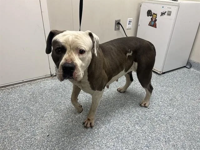 An adult large-sized female Pit Bull Terrier dog named Liv for adoption in Garland, TX
