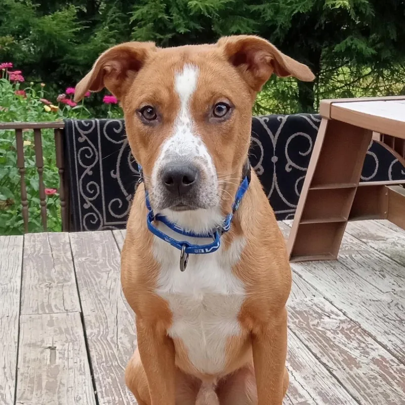 A young medium-sized male Catahoula Leopard Dog dog named Danny for adoption in Saratoga Springs, NY