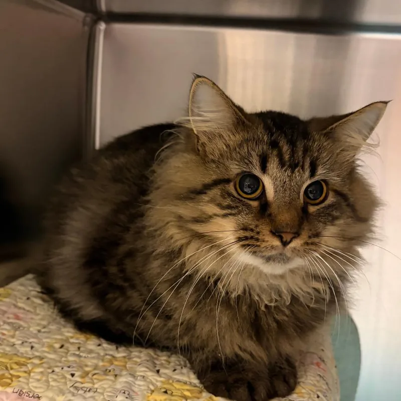 A young medium-sized male Brown / Chocolate Domestic Long Hair cat named Gargoyle for adoption in Charlottesville, VA