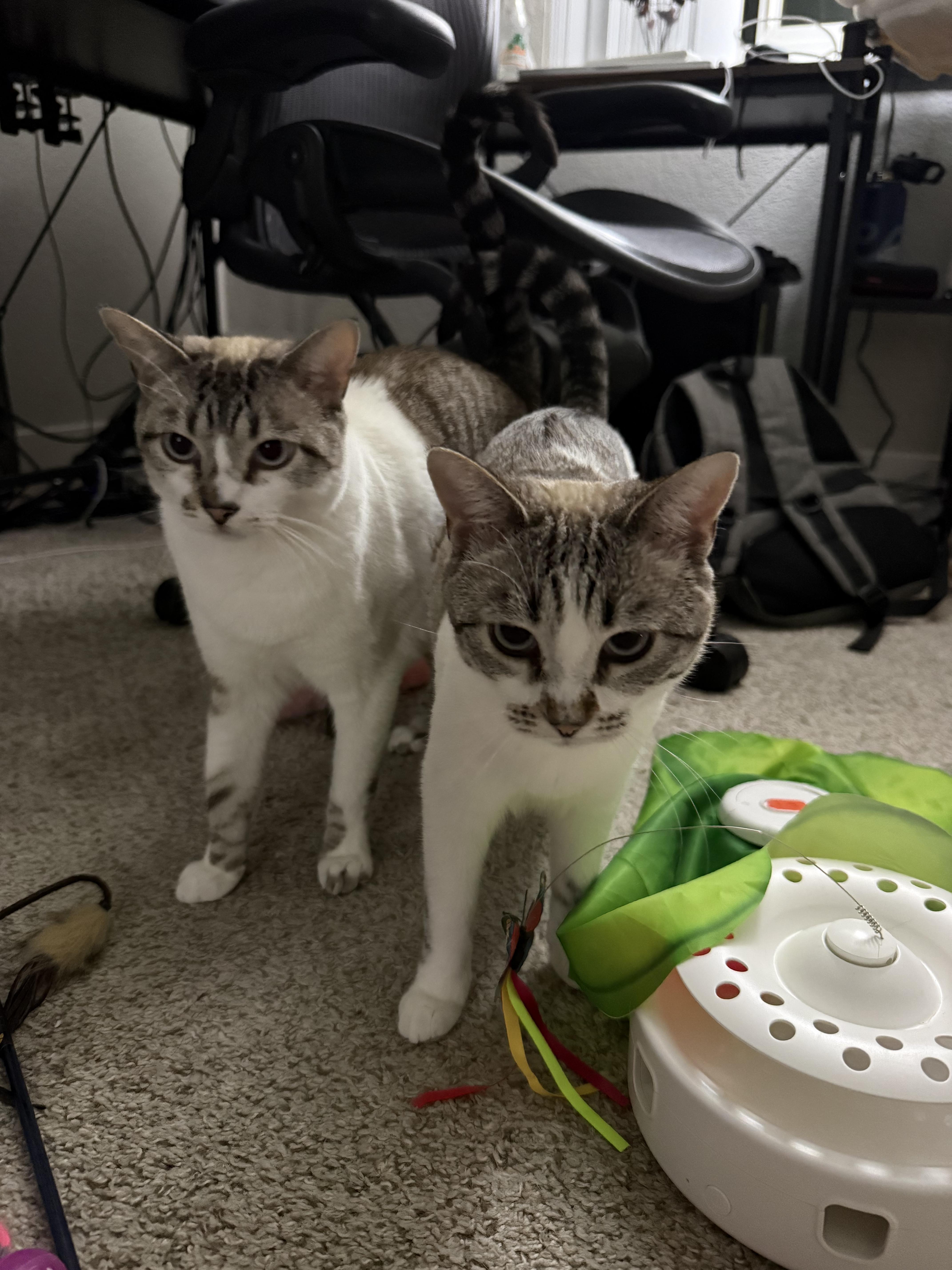 Felix and Luna