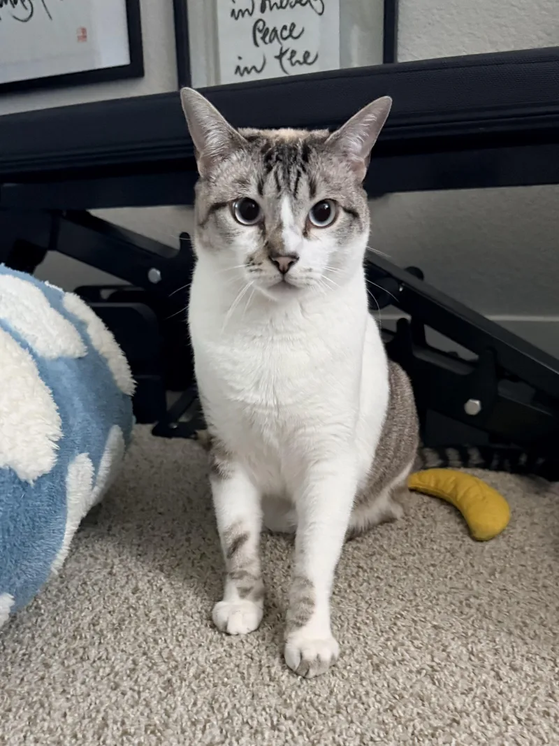 Felix and Luna thumbnail 3
