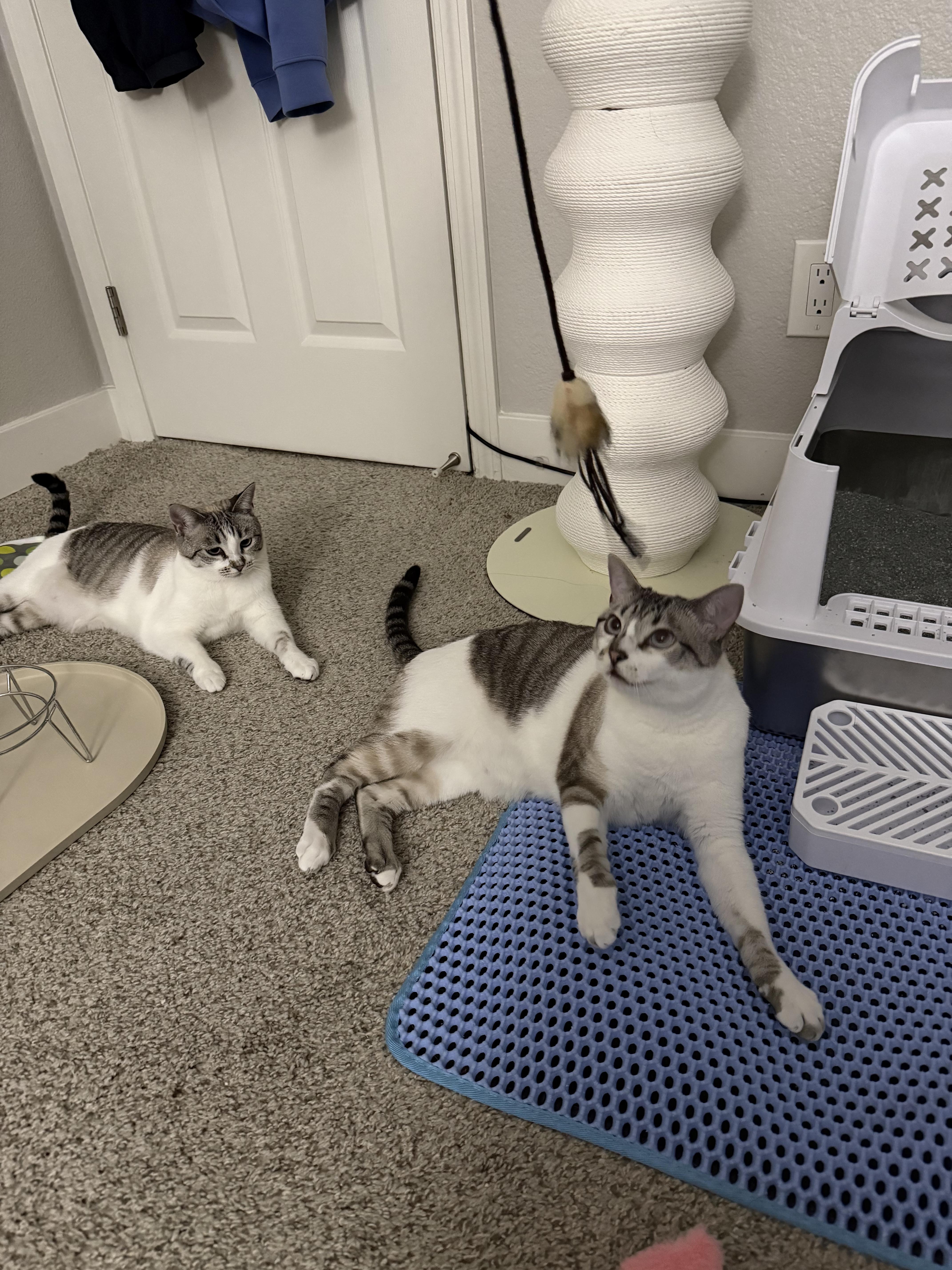 Felix and Luna thumbnail 4