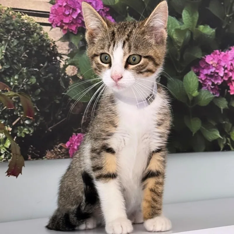 A young small-sized male Tabby (Brown / Chocolate) Domestic Short Hair cat named Ruben for adoption in Syosset, NY