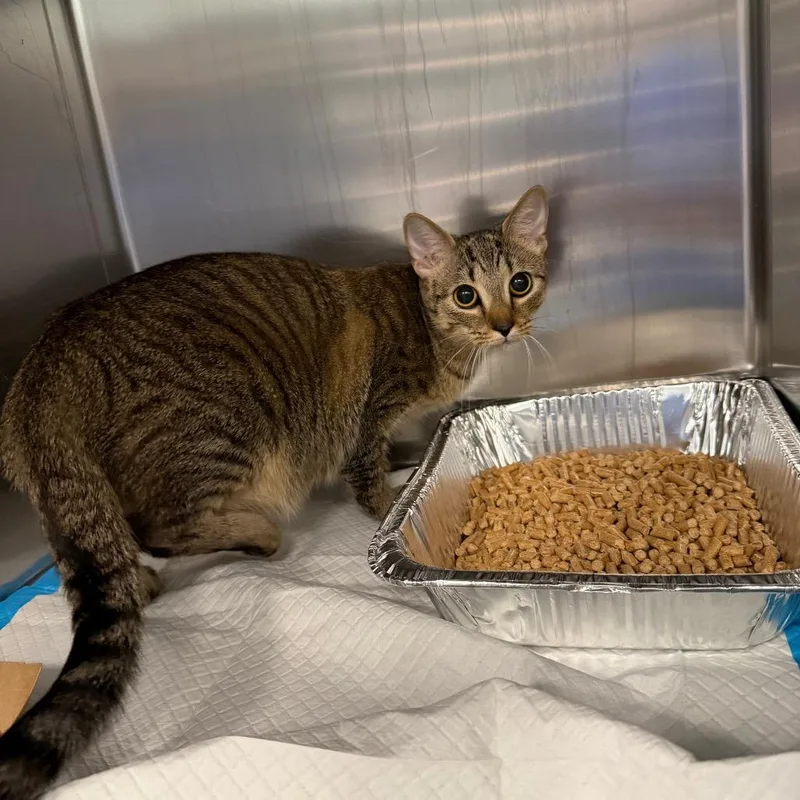 An adult medium-sized female Black Domestic Short Hair cat named Sasuke for adoption in Greensboro, NC