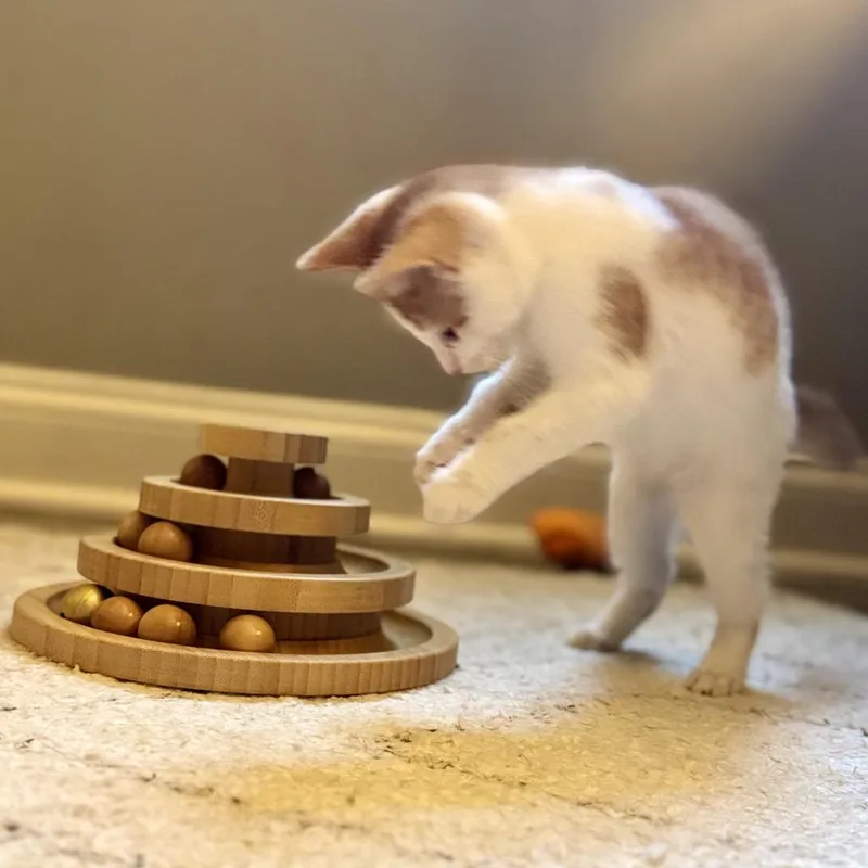 A baby small-sized male White Domestic Short Hair cat named Butterscotch for adoption in Fairfax Station, VA