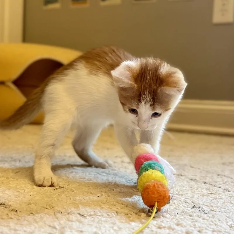 Butterscotch thumbnail 3