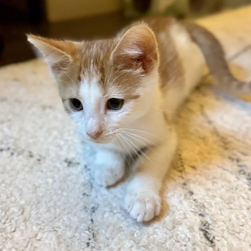 Butterscotch thumbnail 4
