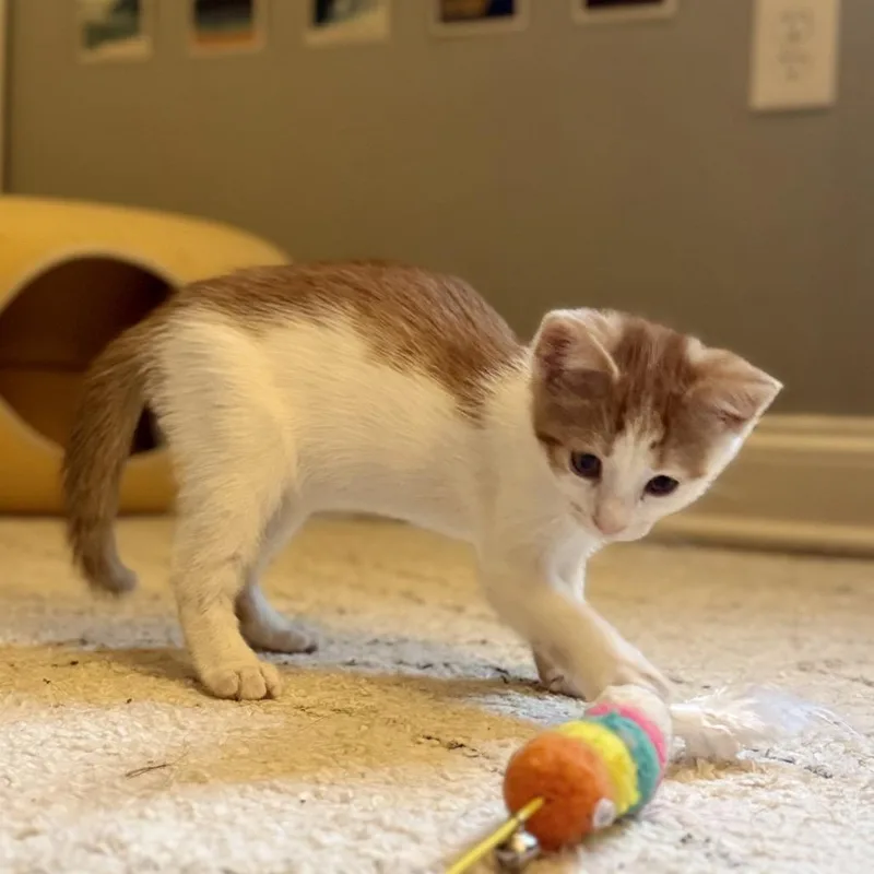 Butterscotch thumbnail 5