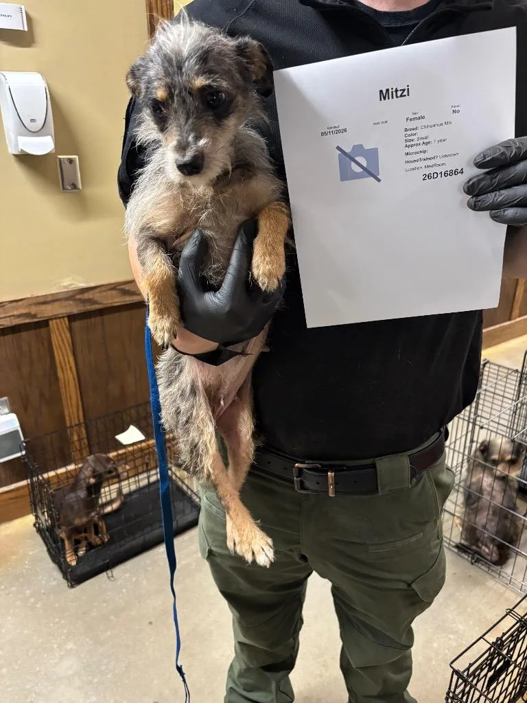 An adult small-sized female Chihuahua dog named Mitzi for adoption in Douglasville, GA