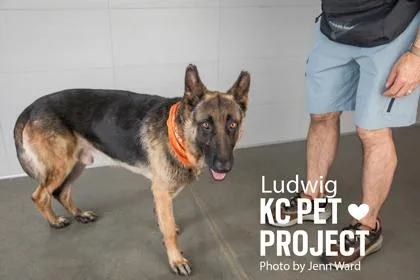 An adult extra large-sized male Black German Shepherd Dog dog named Ludwig for adoption in Kansas City, MO