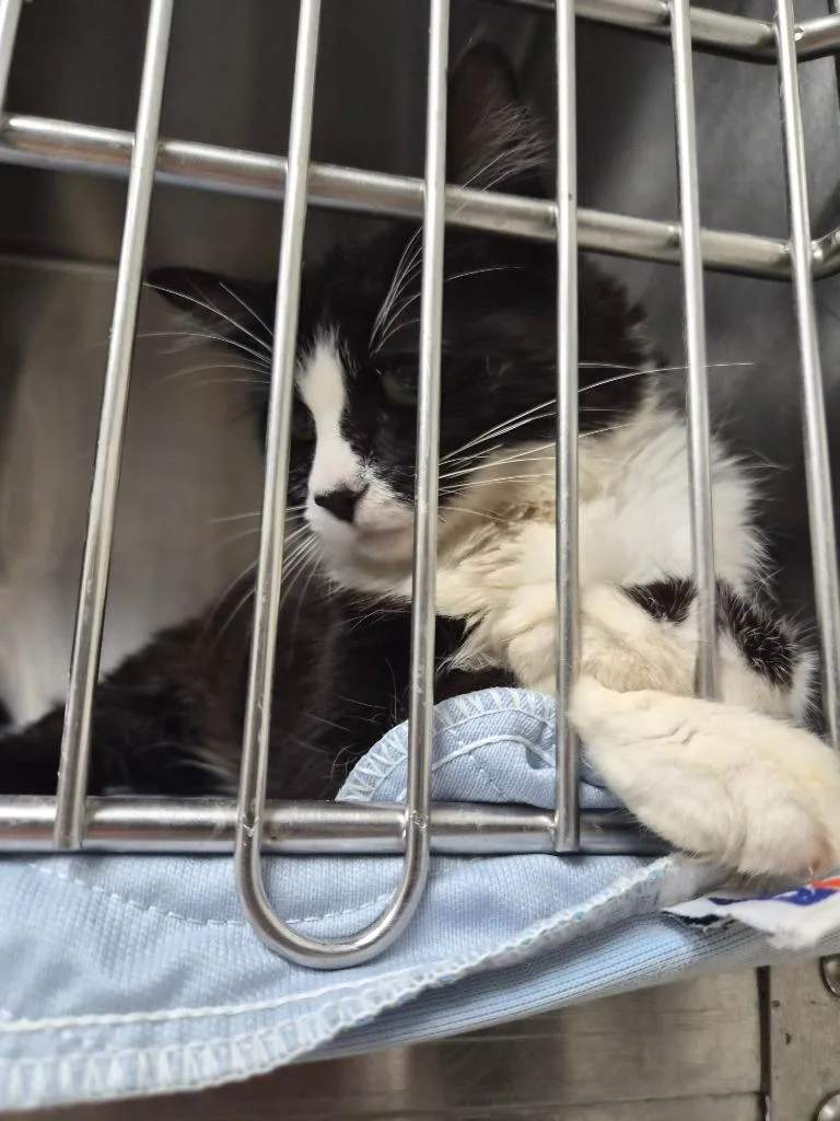 A young medium-sized female Domestic Medium Hair cat named Bean Factory for adoption in Rome, GA