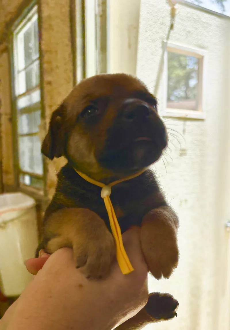 A baby medium-sized female Bicolor Mixed Breed dog named Willow for adoption in Ruston, LA
