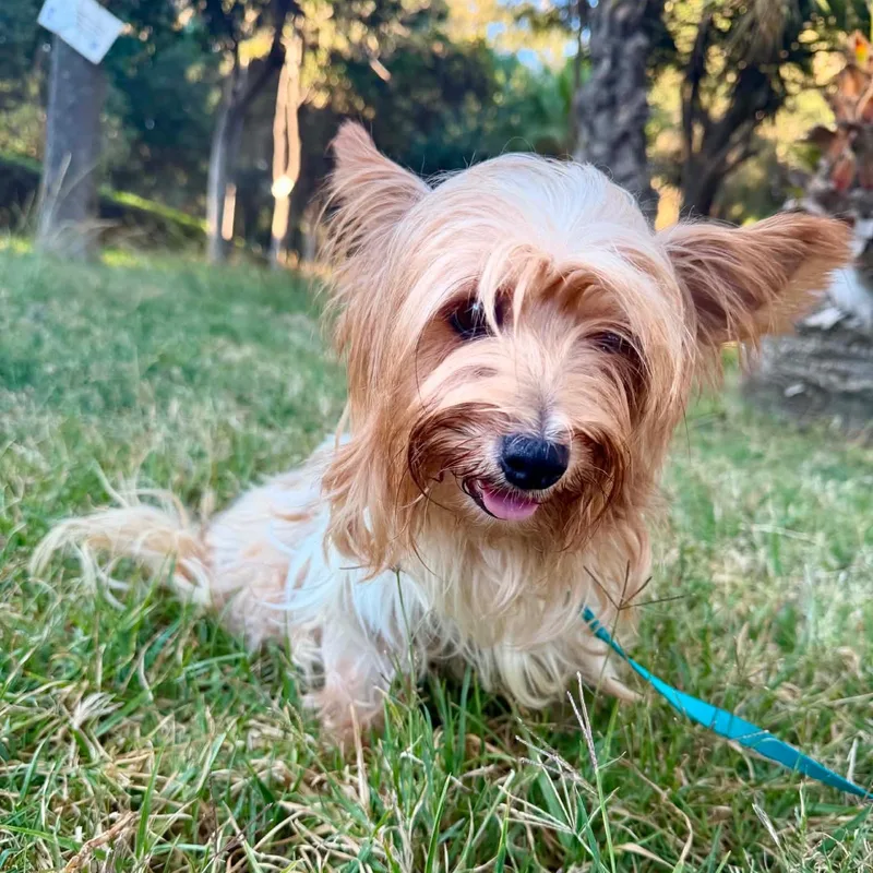 An adult small-sized female Apricot / Beige Yorkshire Terrier dog named Margaret for adoption in Rancho Santa Fe, CA