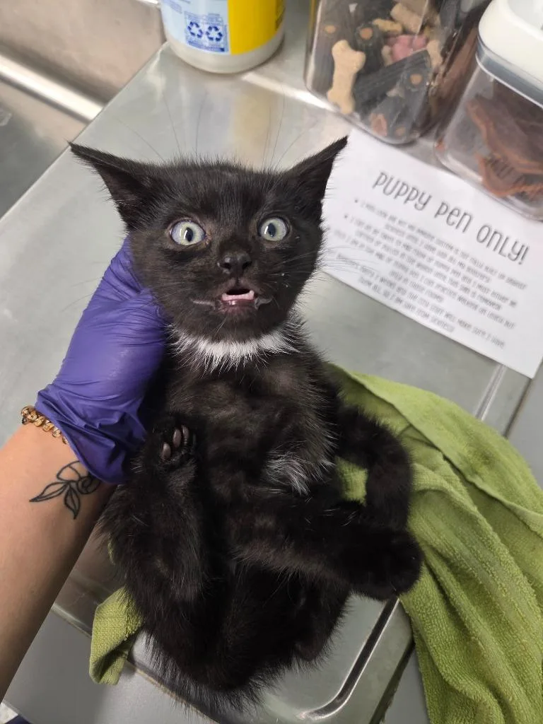 A baby medium-sized male Domestic Short Hair cat named Malcom for adoption in Athens, TN