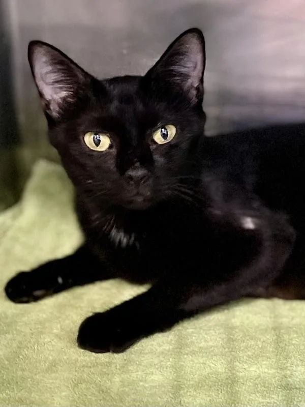 A young small-sized female Domestic Short Hair cat named Crystal Ball for adoption in Austin, TX