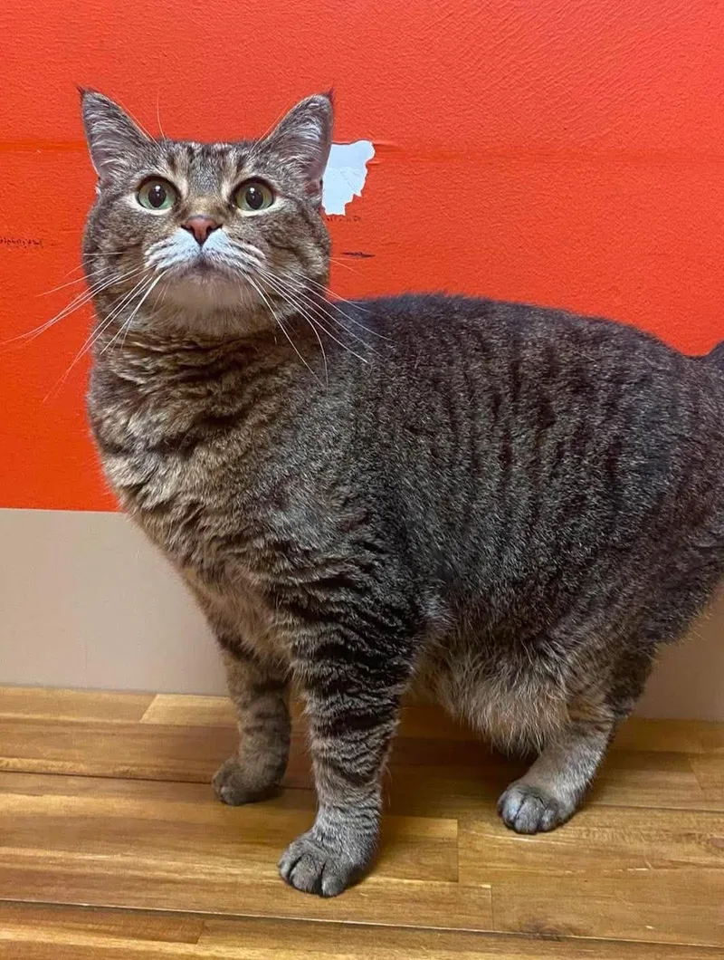 An adult medium-sized female Tabby (Buff / Tan / Fawn) Domestic Short Hair cat named Charlotte for adoption in Maryville, MO