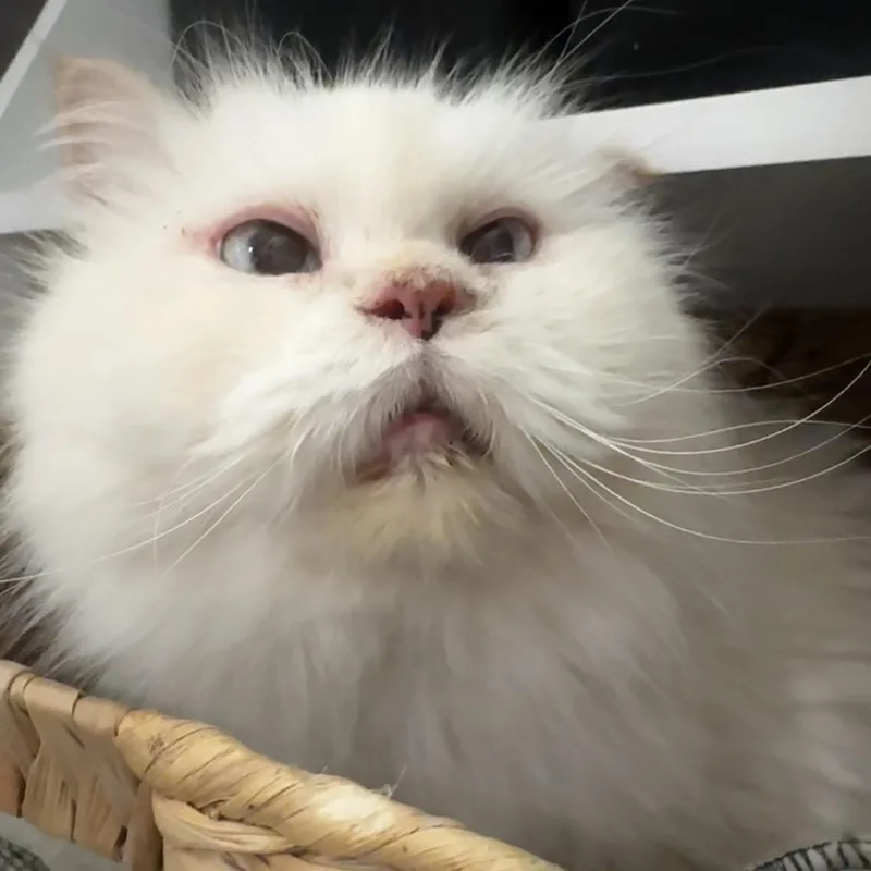 A senior small-sized female Flame Point Persian cat named Dallop for adoption in Long Beach, CA