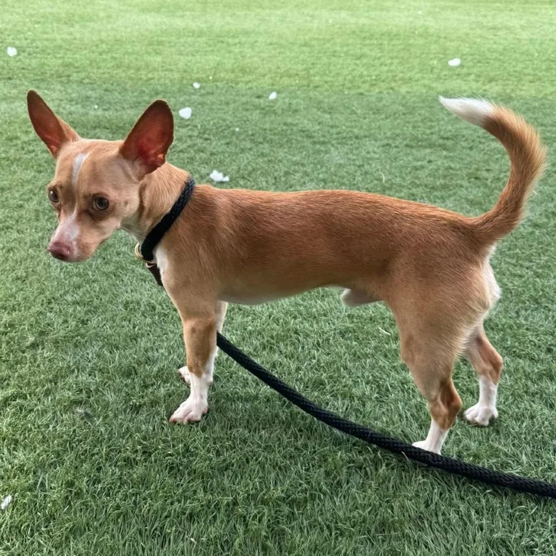 An adult small-sized male Yellow / Tan / Blond / Fawn Chihuahua dog named Zeek for adoption in Pekin, IL