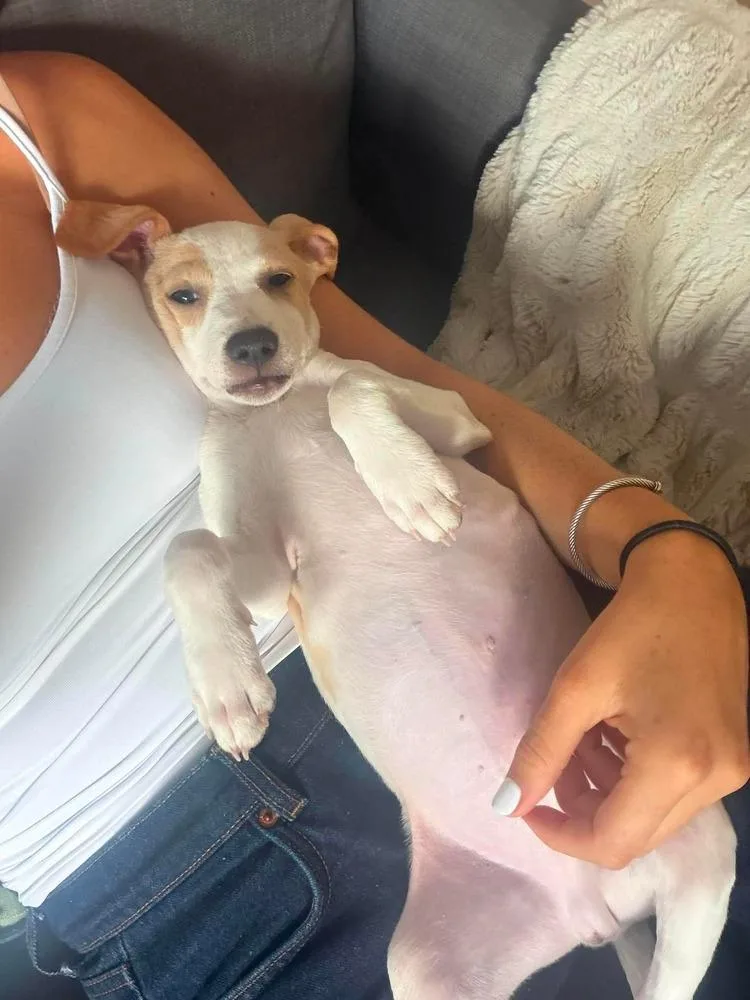 A baby medium-sized male White / Cream Hound dog named Memphis for adoption in Valley Stream, NY