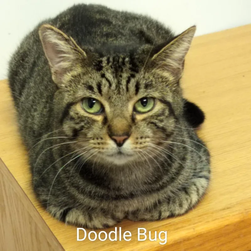 Doodle Bug thumbnail 2