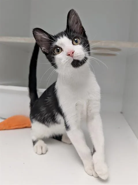 A baby medium-sized male Domestic Short Hair cat named Smudge for adoption in Canfield, OH
