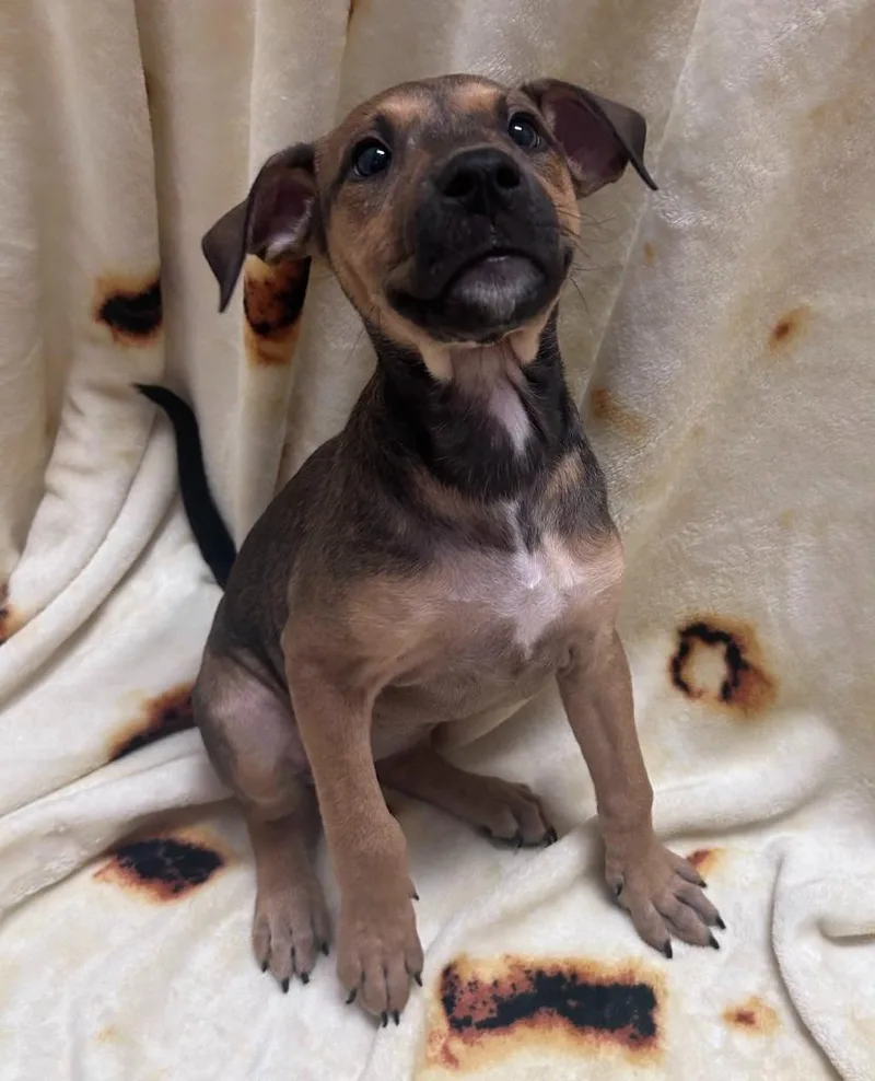 A baby medium-sized female Mixed Breed dog named Gamora for adoption in Madison, GA