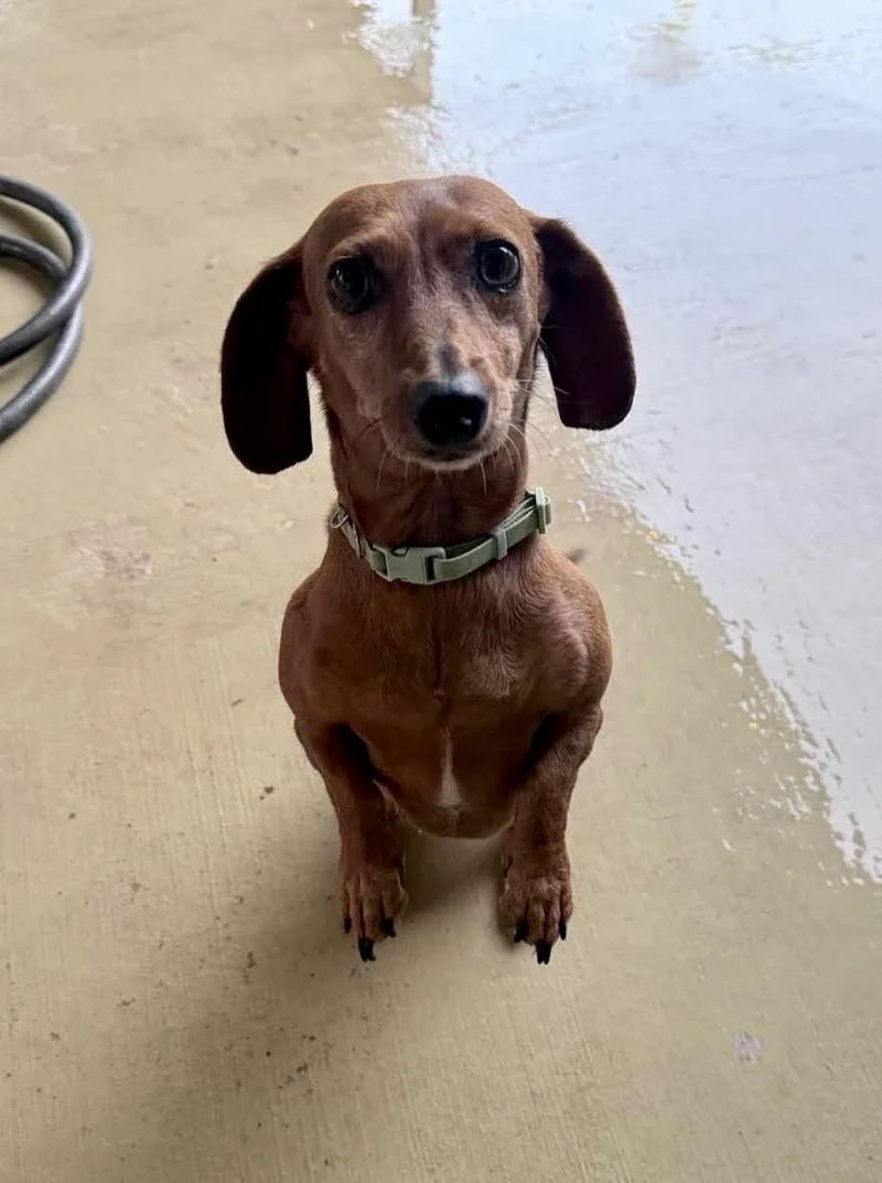 An adult small-sized female Brown / Chocolate Dachshund dog named Polly for adoption in Mcallen, TX