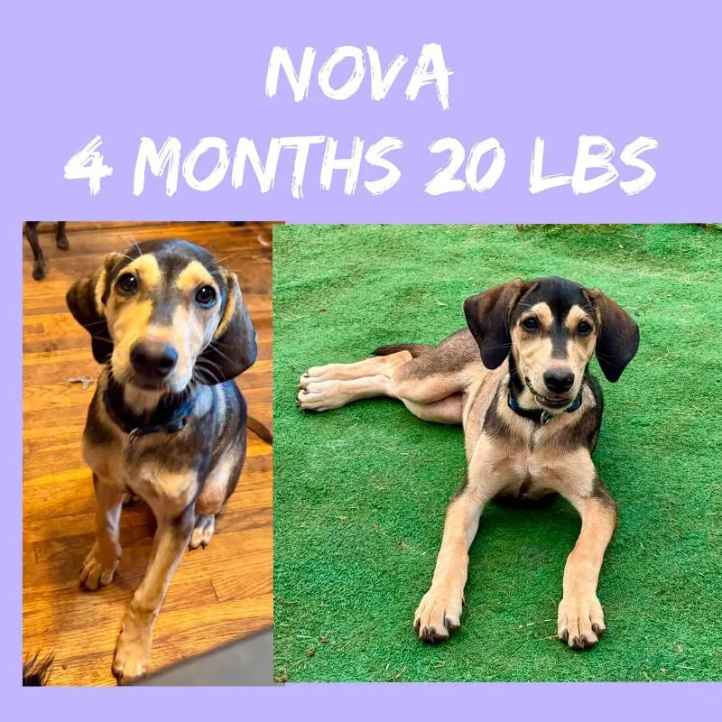 Nova