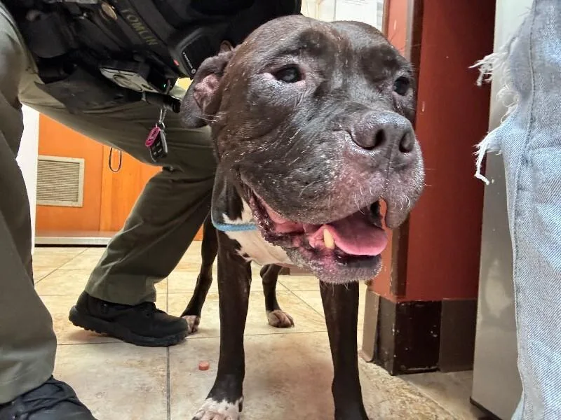 An adult large-sized male Black Mixed Breed dog named Lucky for adoption in Cincinnati, OH