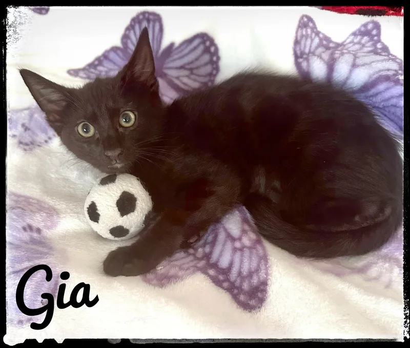 Gia